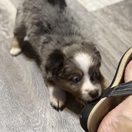 Miniature American Shepherd Puppies from Sonya Young