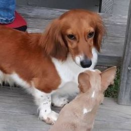 Dachshunds from Texas Top Doxies