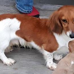 Dachshunds from Texas Top Doxies
