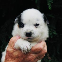 Scout - Blue mottled male Australian Cattle Dog puppy in Redding, California from Macushla Kennel