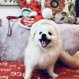 Johnny - White male Pomeranian puppy in St. Louis, Missouri from Saint Louis Pomeranian babies