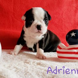 Boston Terrier Puppies from Beatrice's Kennels