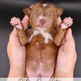 Churro - Red  male Goldendoodle puppy in Comanche, Texas from Central Texas Doodles, LLC.