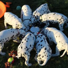 Dalmatian Puppies from Alofa Dalmatians