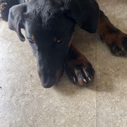 Boy 3 - Black and rust Beauceron puppy in Patten, Maine from Beaucerons De La Valle Katahdin