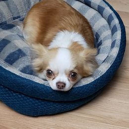 Rosie - Chihuahua