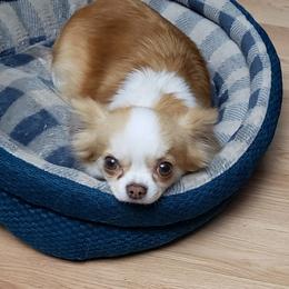 Rosie - Chihuahua