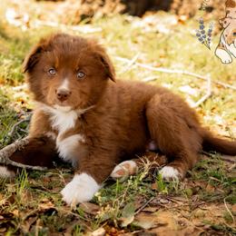 Espresso - Red & white male Miniature Australian Shepherd puppy in Hearne, Texas from Wigglebutts Unlimited