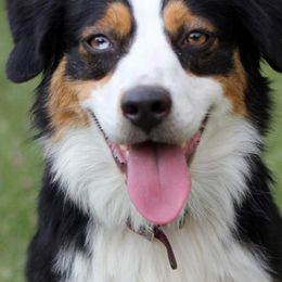 Miniature Australian Shepherds from Antelope Hill Aussies