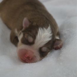 Girl 2 - Chocolate female Pomsky puppy in Krum, Texas from Paw-Some Pomskies
