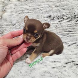 Boy 1 - Chocolate and tan male Chihuahua puppy in Richmond, Virginia from Breens