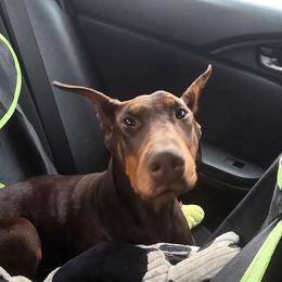 Girl 3 purple collar - Red and rust female Doberman Pinscher puppy in Dallas, Georgia from Jeti Dobermans