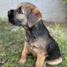 Border Terrier Puppies from Cornerstone Border Terriers