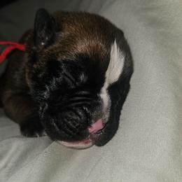 Red (will be pink) collar' Fawn Female - Fawn female Boxer puppy in Gloucester, Virginia from Keen Boxers