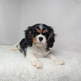 Video of George - Black and tan male Cavalier King Charles Spaniel puppy in Seymour, Missouri from Painted Blessing's AKC Cavaliers LLC