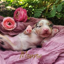 Monroe - The Starlet - Blue merle female Australian Shepherd puppy in Pittsville, Wisconsin from Match Dot Pup