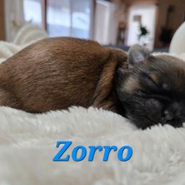 Zorro - Black and tan male Shih Tzu puppy in Corona, California from Ju Shih Tzu