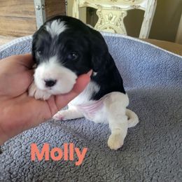Molly - Black and white male Cavapoo puppy in Bourbonnais, Illinois from Maggie's Cavapoo Puppies