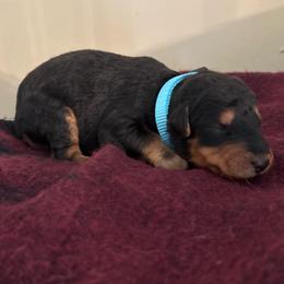 Mr Light Blue - Black and tan male Airedale Terrier puppy in Huntersville, North Carolina from Cool Hand Luke Kennels