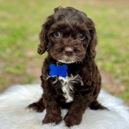 Razz - Brown and white male Cockapoo puppy in Palm Beach County, Florida from Benji’s Cockapoos