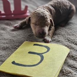 Girl 3 - Apricot female Poodle puppy in Detroit, Michigan from Pretty Spoiled Spoos llc