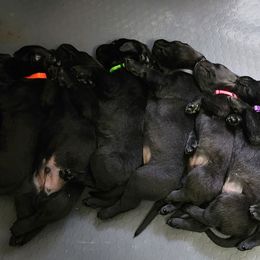 Labrador Retriever Puppies from Steele Caliber Retrievers