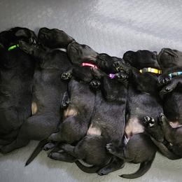 Labrador Retriever Puppies from Steele Caliber Retrievers