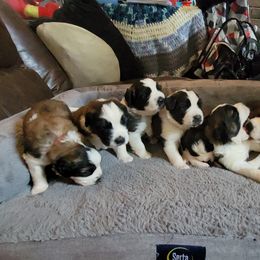 Saint Bernard Puppies from Middle Georgia Saints