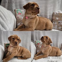 Sally - Yellow female Labrador Retriever puppy in Boyd, Minnesota from Lindley Labradors