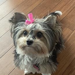 Libby - Biewer Terrier