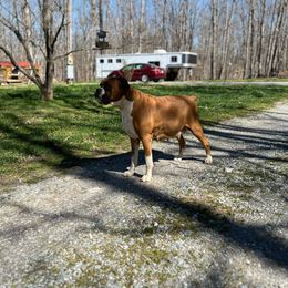 Mage - Boxer