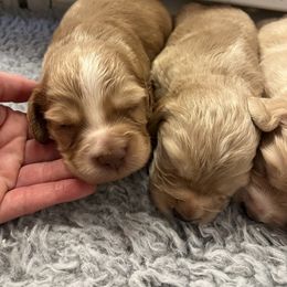 Boy 1 - Red male English Cocker Spaniel puppy in Waynesboro, Georgia from Rock Moss Farm and Kennel