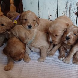 Boxers and Goldendoodles from PuppyLove