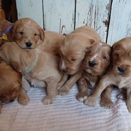 Boxers and Goldendoodles from PuppyLove