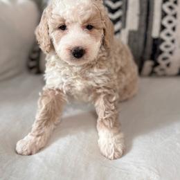 Kona - Brown and white male Bernedoodle puppy in Jacksonville, Florida from Star of the Sea Doodles
