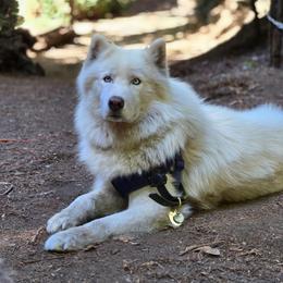 Logan - Siberian Husky