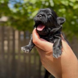 Caterpillar Crawl - Black female Shih Tzu puppy in Cedar Hill, Texas from Puppy Paper House