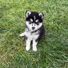 Lexus - Black and white female Pomsky puppy in Lyons, Nebraska from Goodness Gracious Pomskies