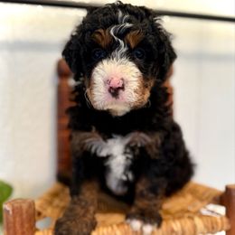 Reuben - Tri-color male Bernedoodle puppy in Bremen, Indiana from Farmland Doodles