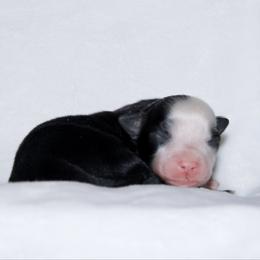 Emerald - Black tri female Miniature Australian Shepherd puppy in Foxworth, Mississippi from Ten Mile Aussies