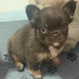 Chloe - Tricolors female French Bulldog puppy in Fulton, Missouri from FamLee Frenchies