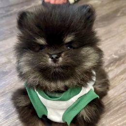 Loki - Black and tan parti male Pomeranian puppy in Sherman, Texas from Wynter Wonderland Poms
