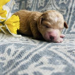 Lime Green Girl - Red  female Goldendoodle puppy in Denison, Iowa from Violet View Iowa Goldendoodles