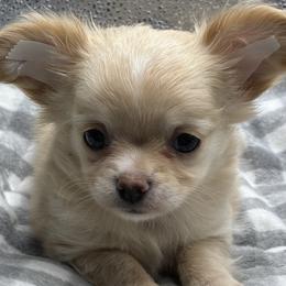 Parsley - Cream female Chihuahua puppy in Summerfield, Florida from Impeccable Chihuahuas- Boutique & Ethical Breeder for the educated & discriminating ONLY.  My Impeccable owners have standards.
