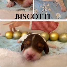 Biscotti - Chocolate and tan male Dachshund puppy in Saint Paul, Minnesota from Vibrant Eyes Doxies