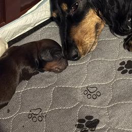 Dachshund Puppies from Mountain Thyme Homestead