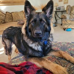 German Shepherd Puppies from Haus Merrell German Shepherd