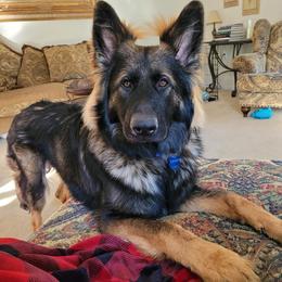German Shepherd Puppies from Haus Merrell German Shepherd
