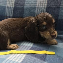 Yellow girl - Chocolate and tan female Dachshund puppy in Jackson's Gap, Alabama from Lake Martin Doxies