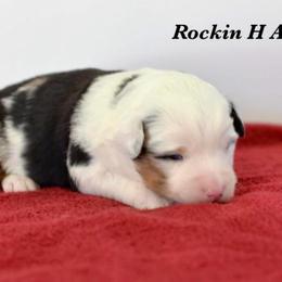 Bmf 3 - Blue merle female Toy Australian Shepherd puppy in Russellville, Arkansas from Rockin H Aussies